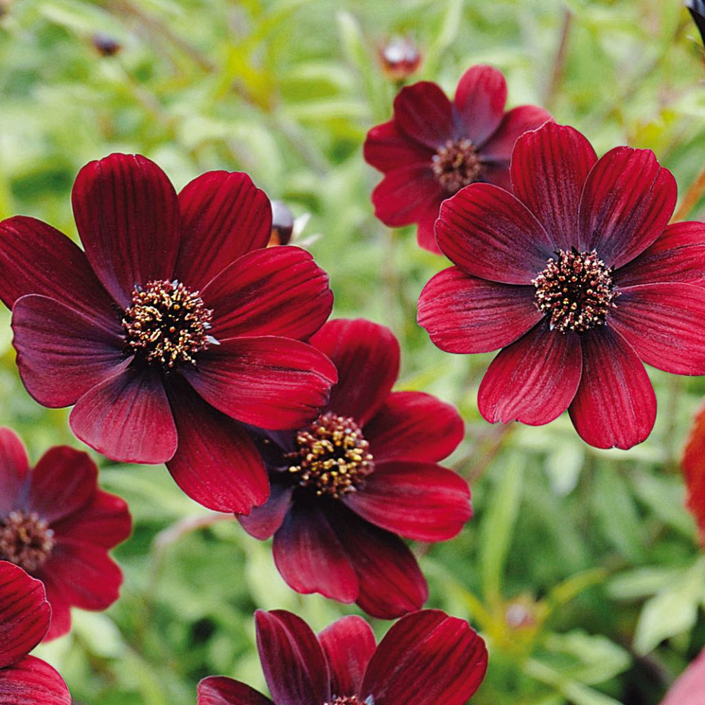 Cosmos atrosanguineus Chocamocha - Chocolade cosmos