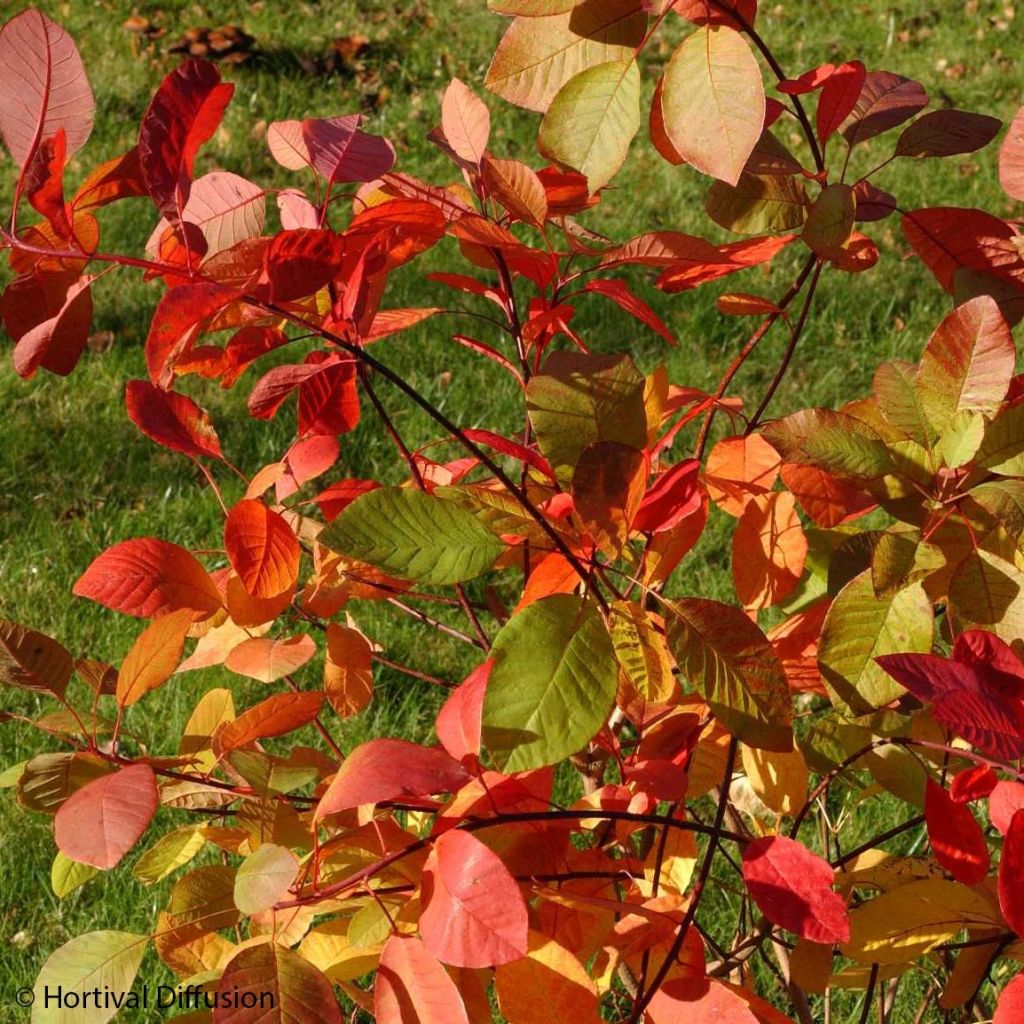 Cotinus coggygria Flame - Pruikenboom
