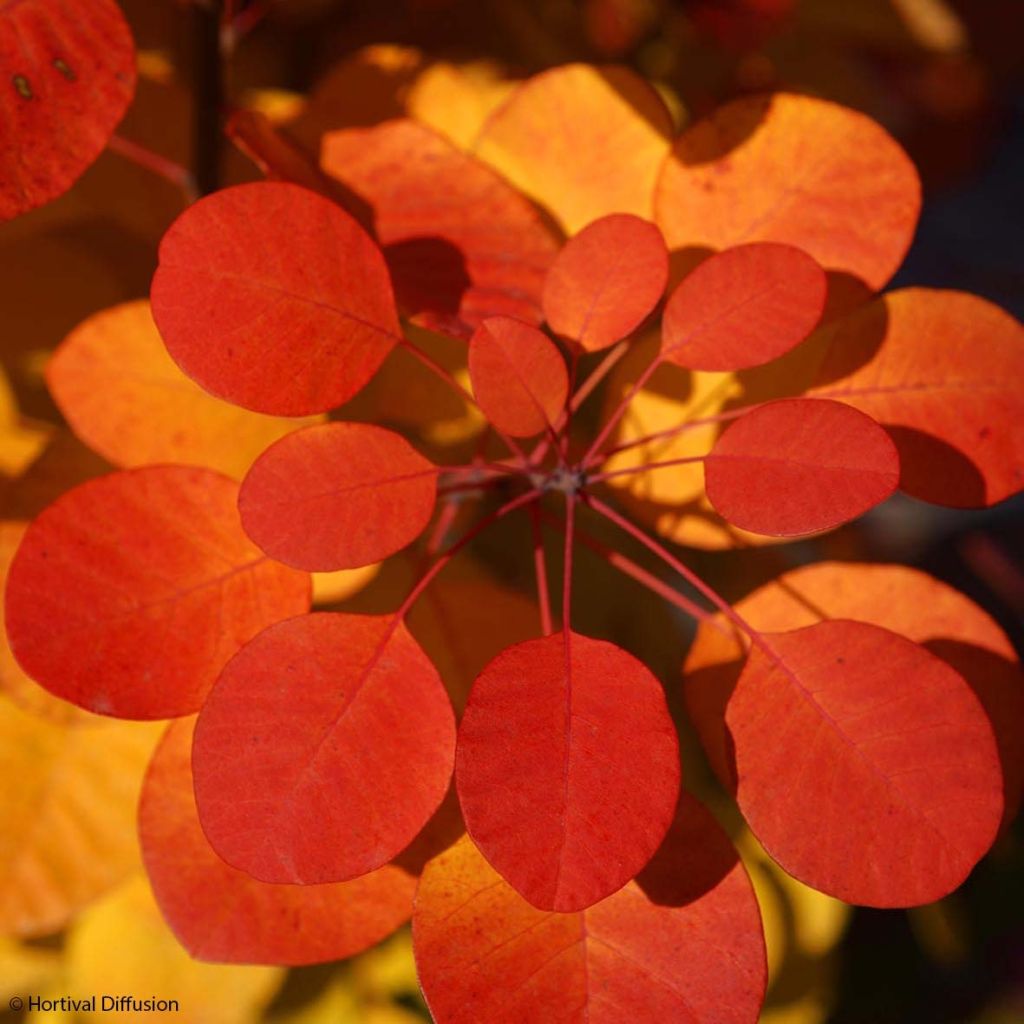 Cotinus coggygria Flamissimo - Pruikenboom