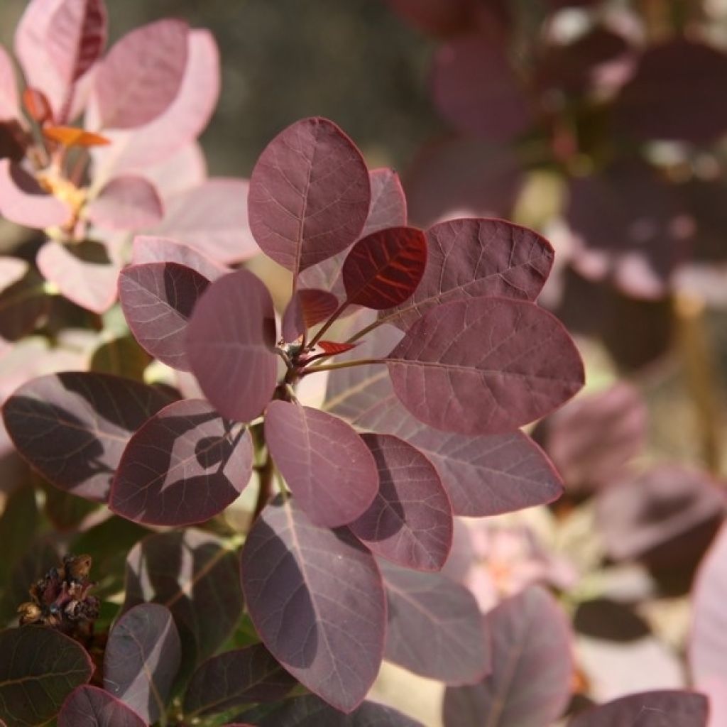 Cotinus coggygria Royal Purple - Pruikenboom