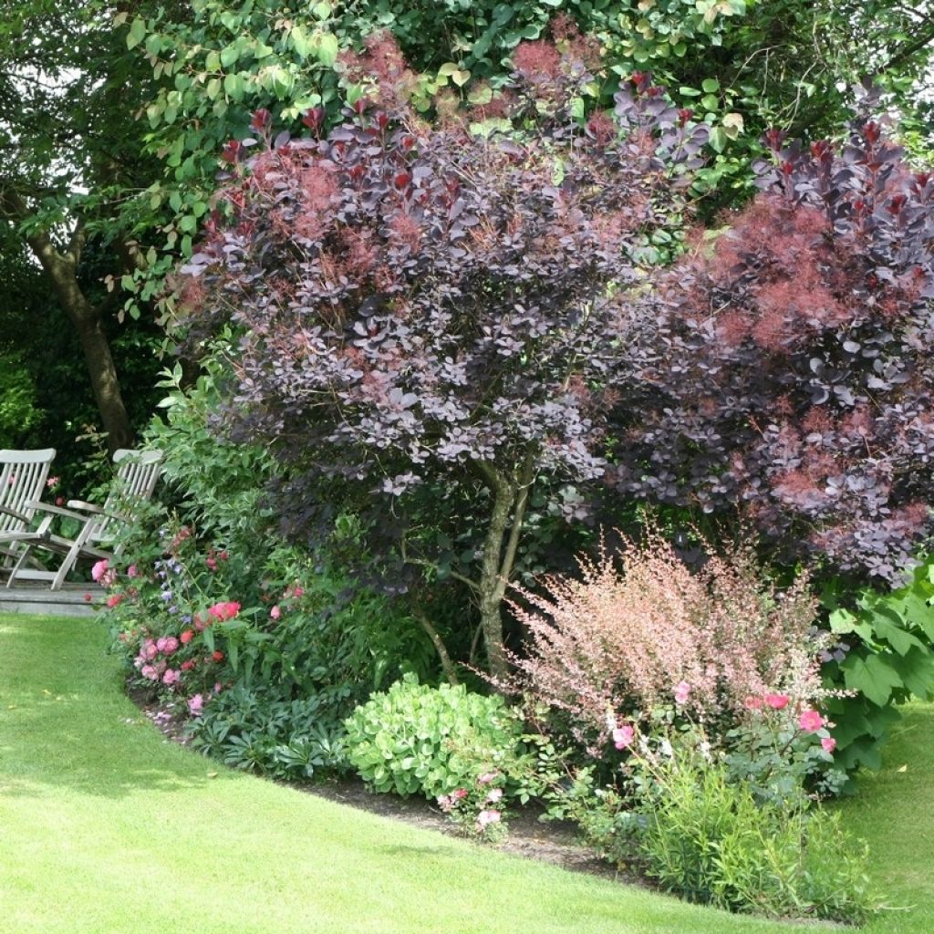 Cotinus coggygria Royal Purple - Pruikenboom