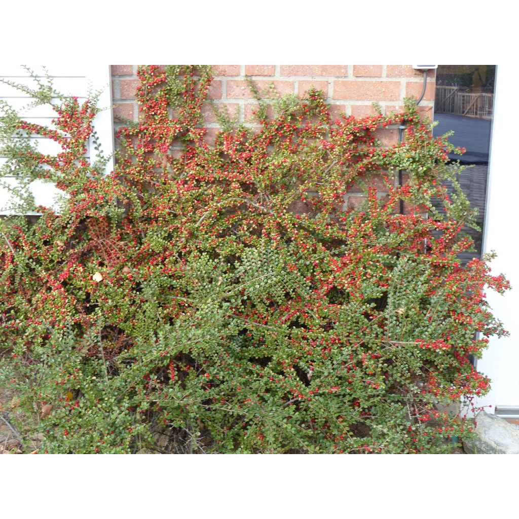 Cotoneaster horizontalis - Vlakke dwergmispel