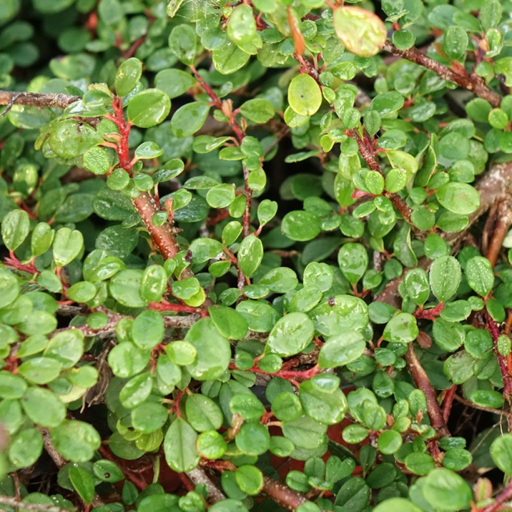 Cotoneaster procumbens Streibs Findling - Kruipende dwergmispel