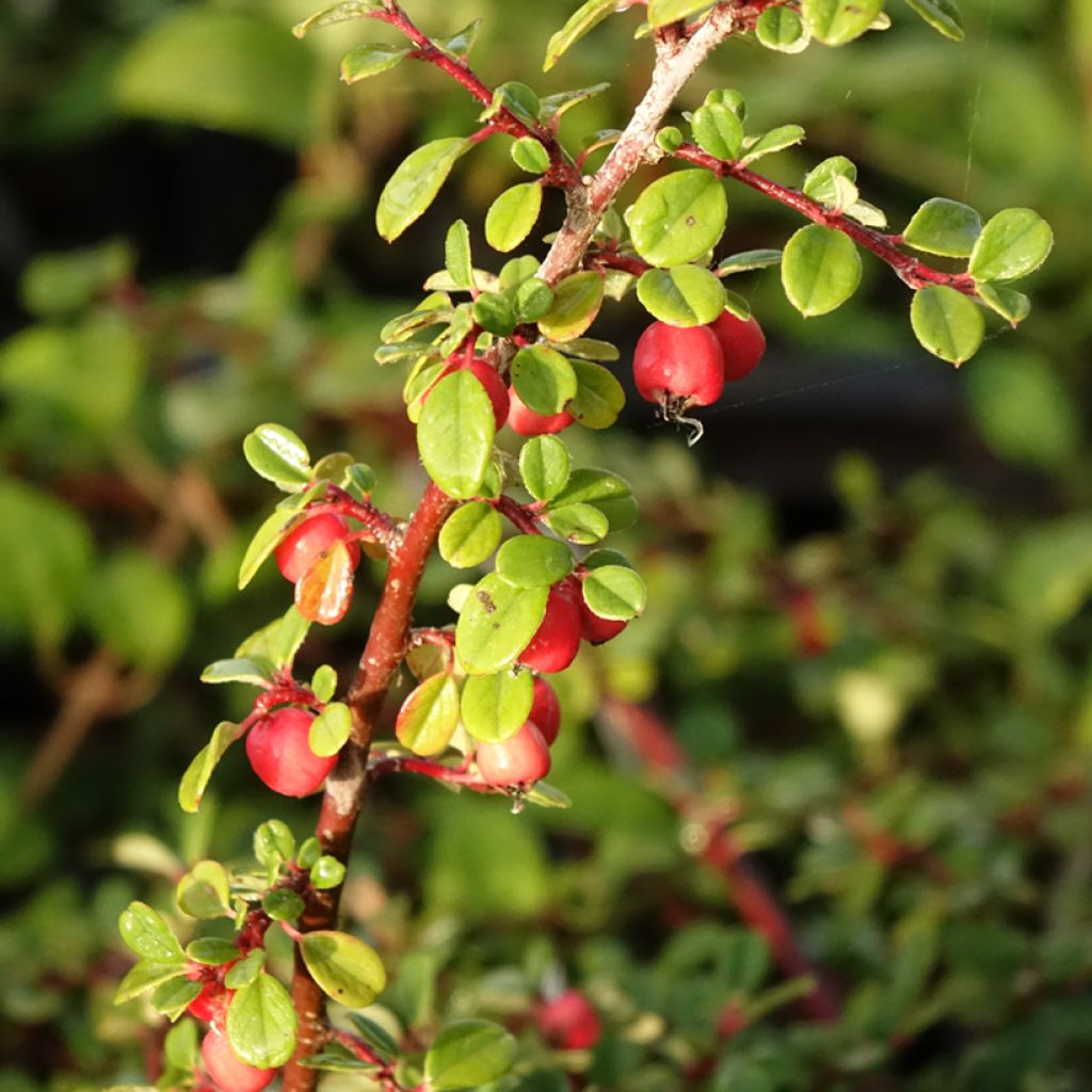 Cotoneaster procumbens Streibs Findling - Kruipende dwergmispel
