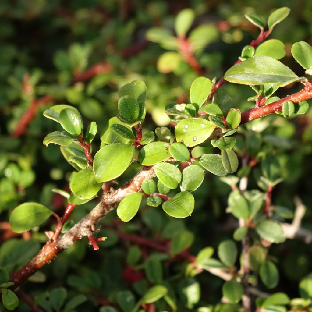 Cotoneaster procumbens Streibs Findling - Kruipende dwergmispel