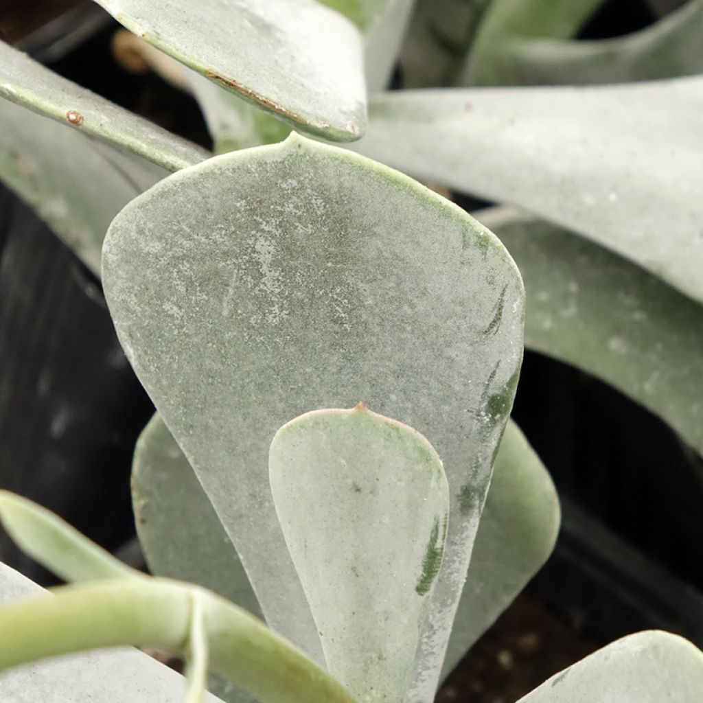 Cotyledon orbiculata Silver Dollar