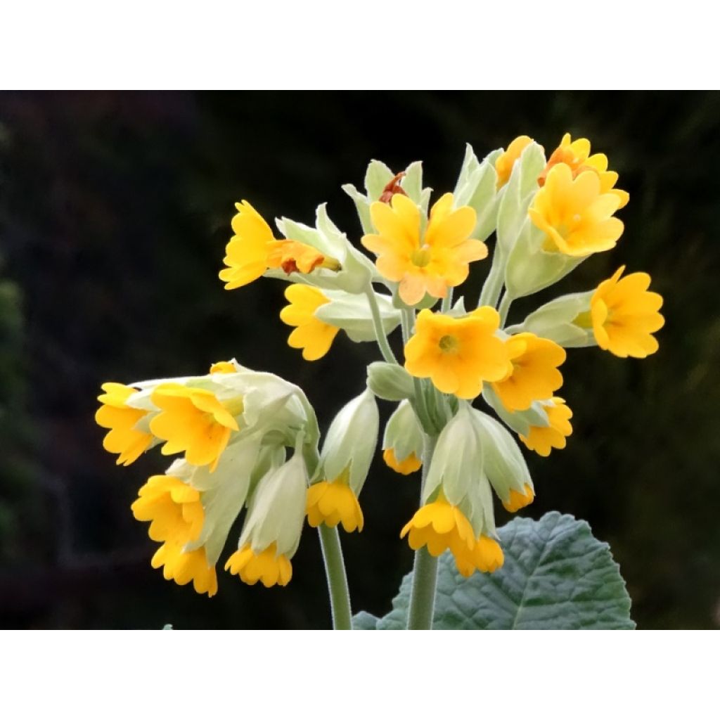 Primula veris - Gulden sleutelbloem