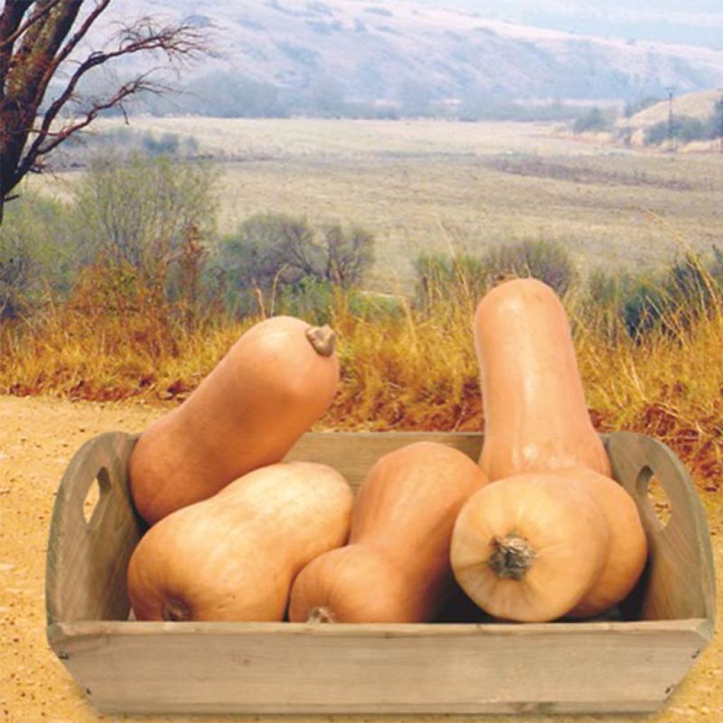 Flespompoen Waltham Butternut