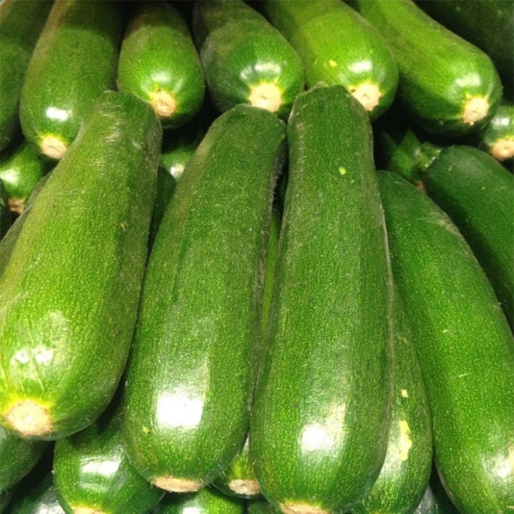 Courgette Diamant F1 (jonge planten)
