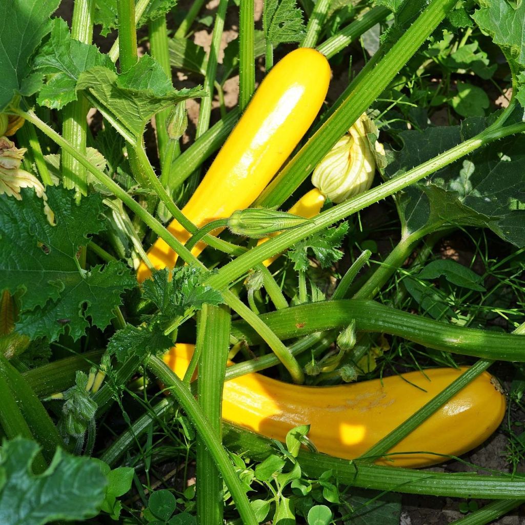 Courgette Sebring F1 (jonge planten - geënt)