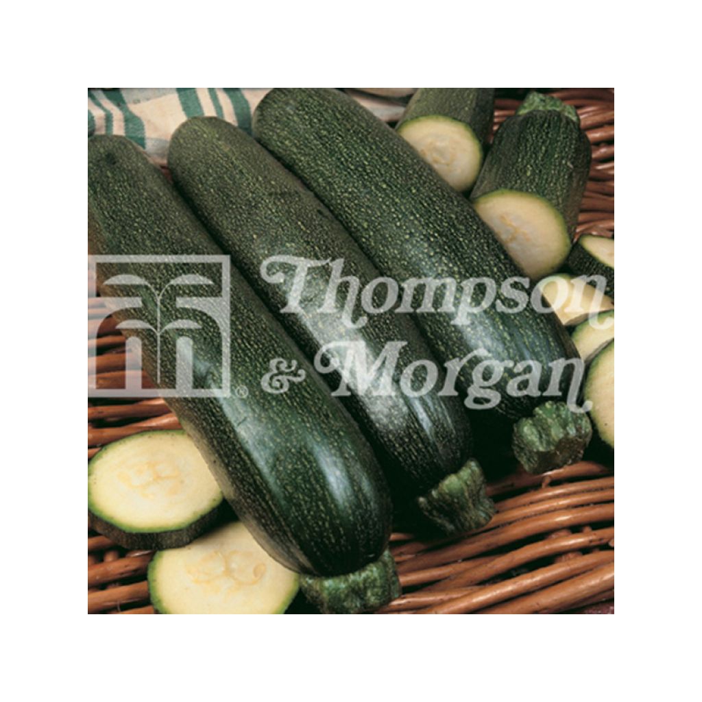 Courgette Midnight F1 