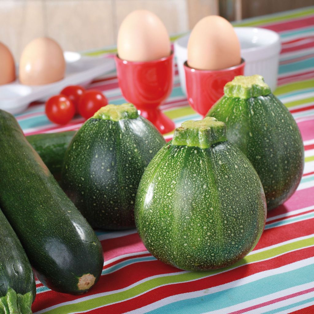 Courgette Ronde de Nice F1 (jonge planten)