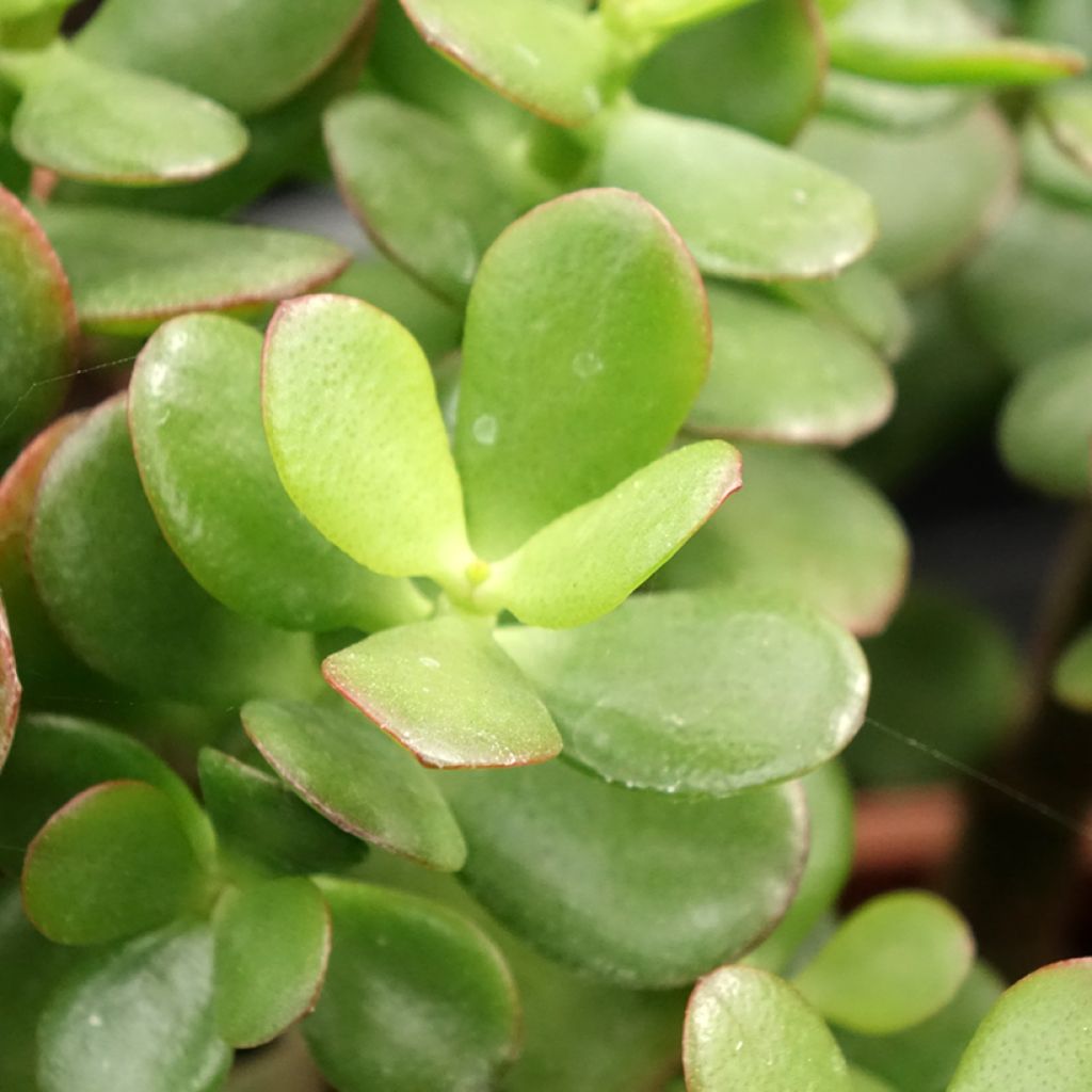 Crassula ovata Minor - Jadeplant