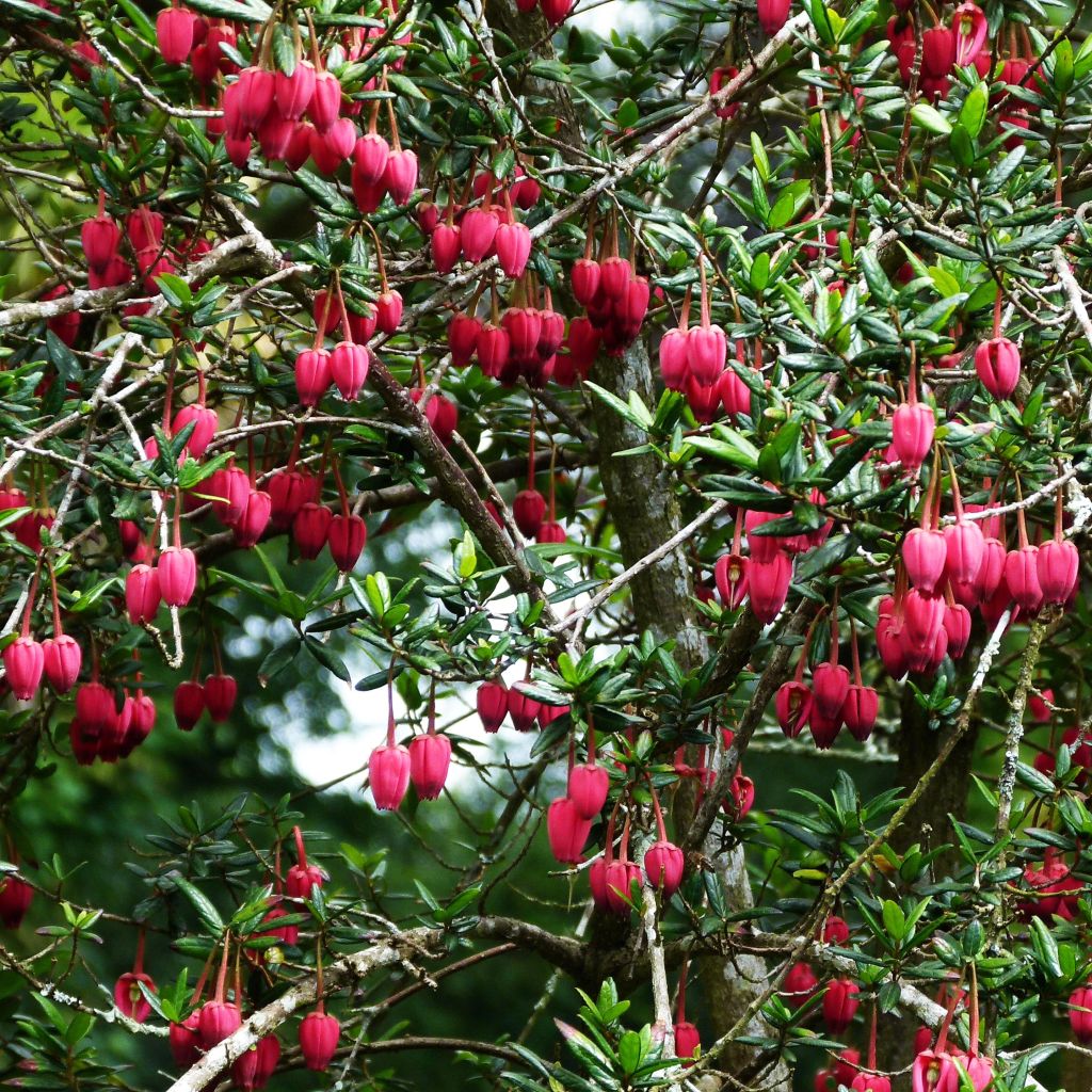 Crinodendron hookerianum - Chileense lantaarnboom