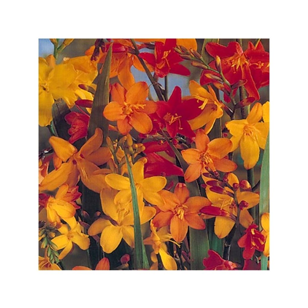 Crocosmia crocosmiiflora Mix Giant - Montbretia