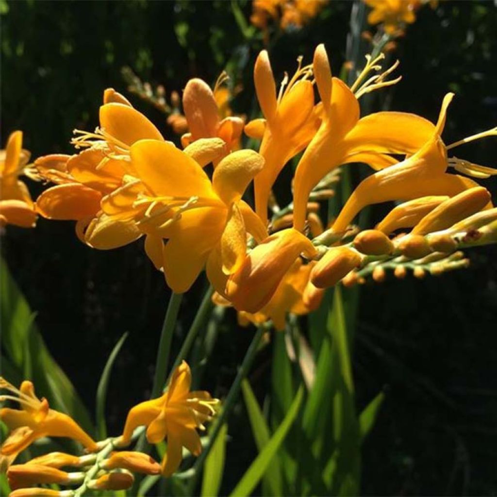 Crocosmia masoniorum Rowallone Yellow - Montbretia