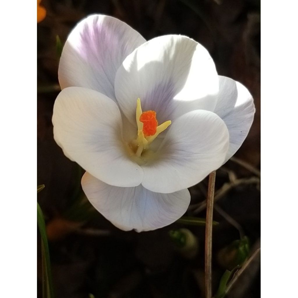 Crocus Prins Claus - Krokus