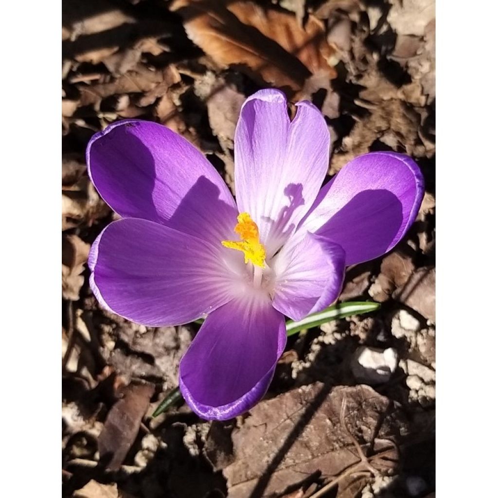 Crocus Mammouth Remembrance - Hollandse krokus