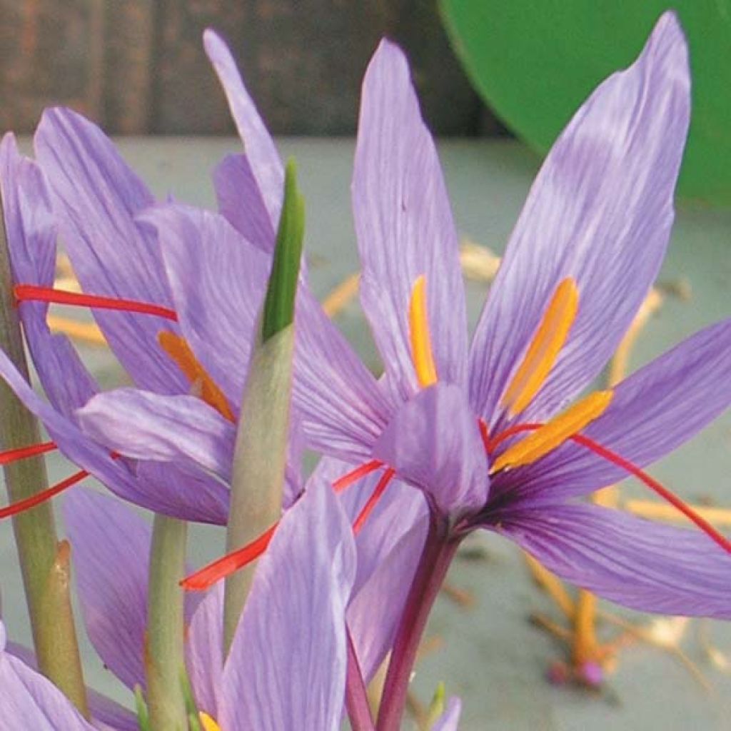 Crocus sativus - Saffraankrokus