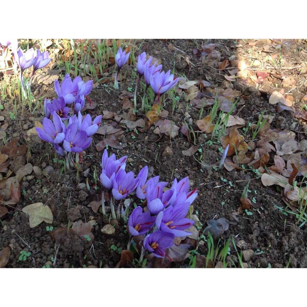 Crocus sativus - Saffraankrokus
