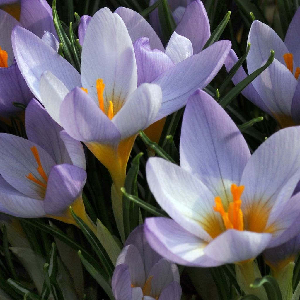 Crocus sieberi Firefly - Sieber-krokus