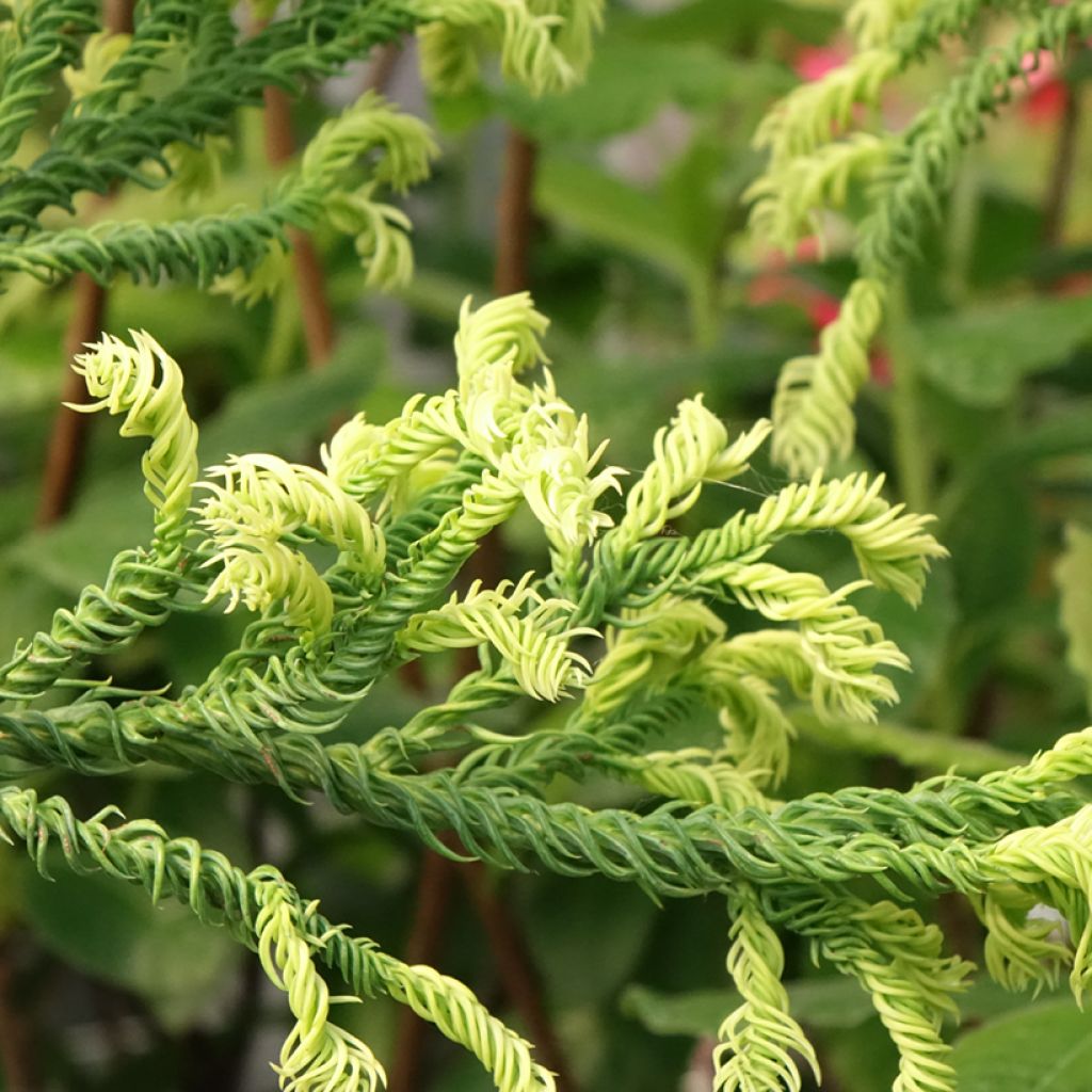 Cryptomeria japonica Kyara Gold - Japanse cipres