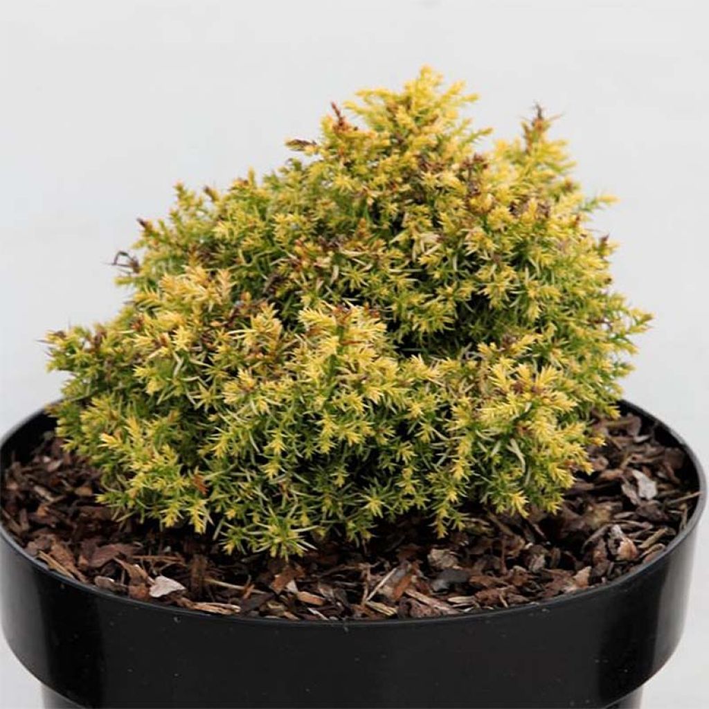 Cryptomeria japonica Twinkle Toes - Japanse cipres
