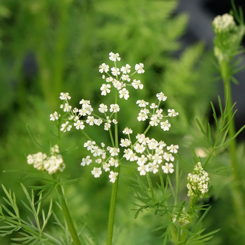 Carum carvi - Karwij