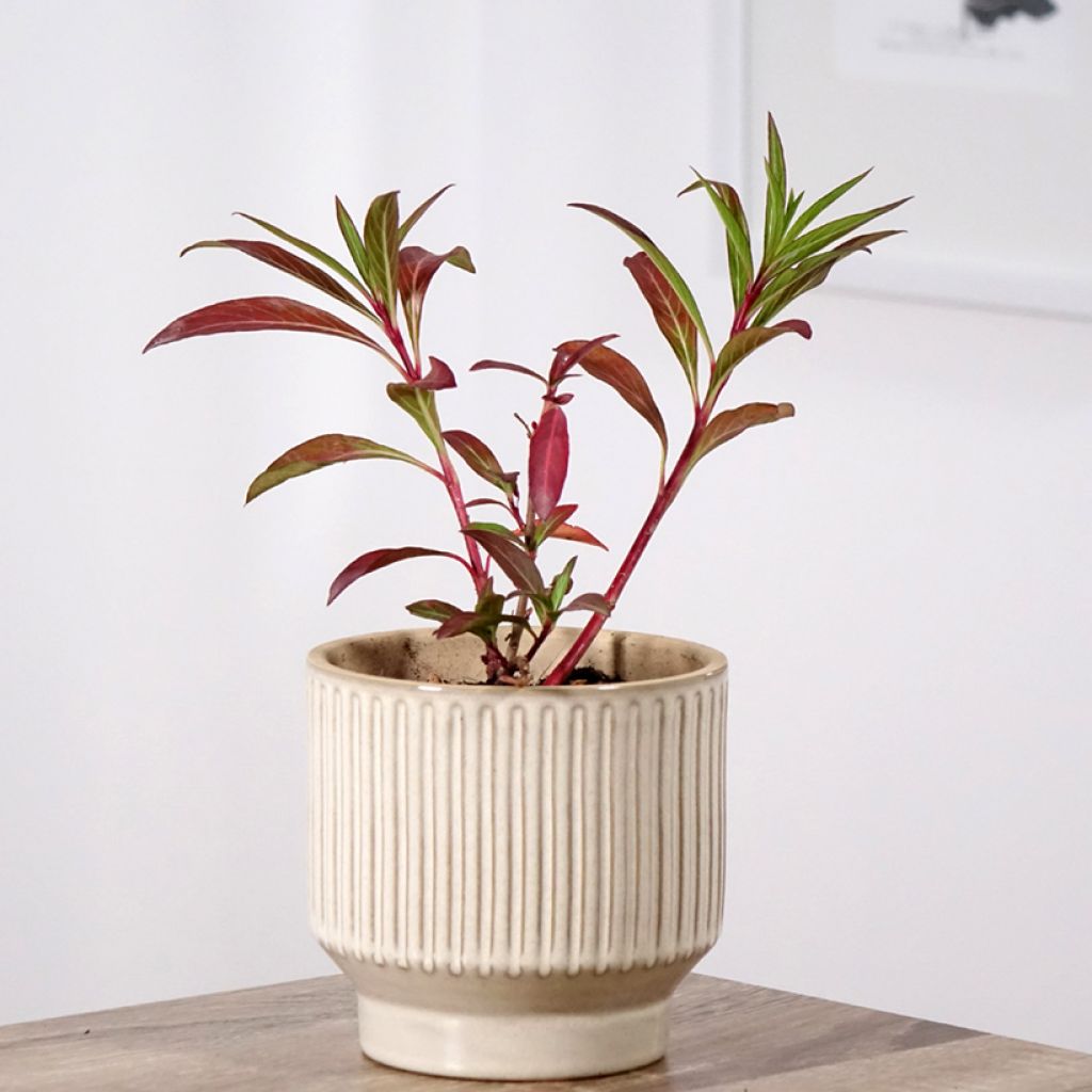 Cuphea micropetala - Sigarenplant