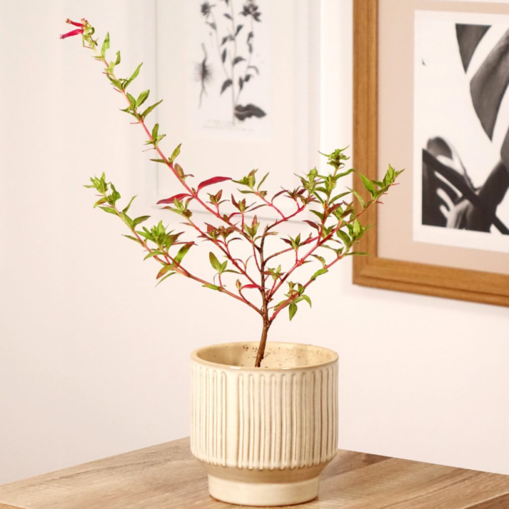 Cuphea Twinkle Pink - Mexicaanse heide