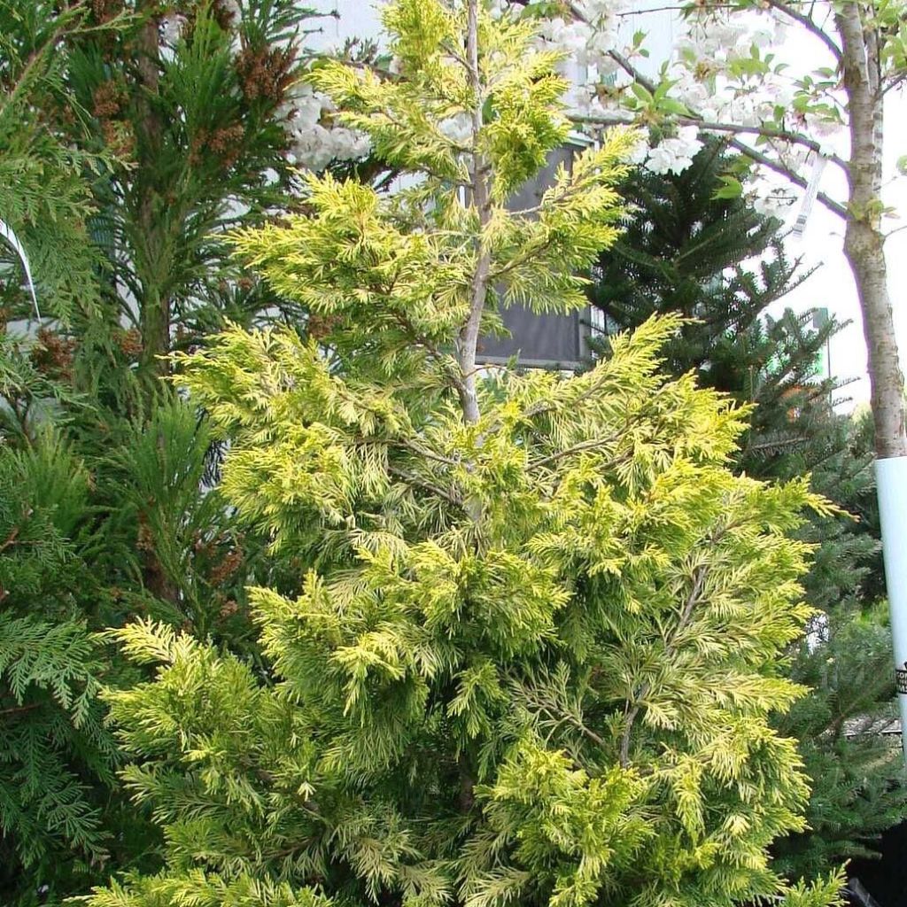 Cupressocyparis leylandii Gold Rider - Leylandcipres