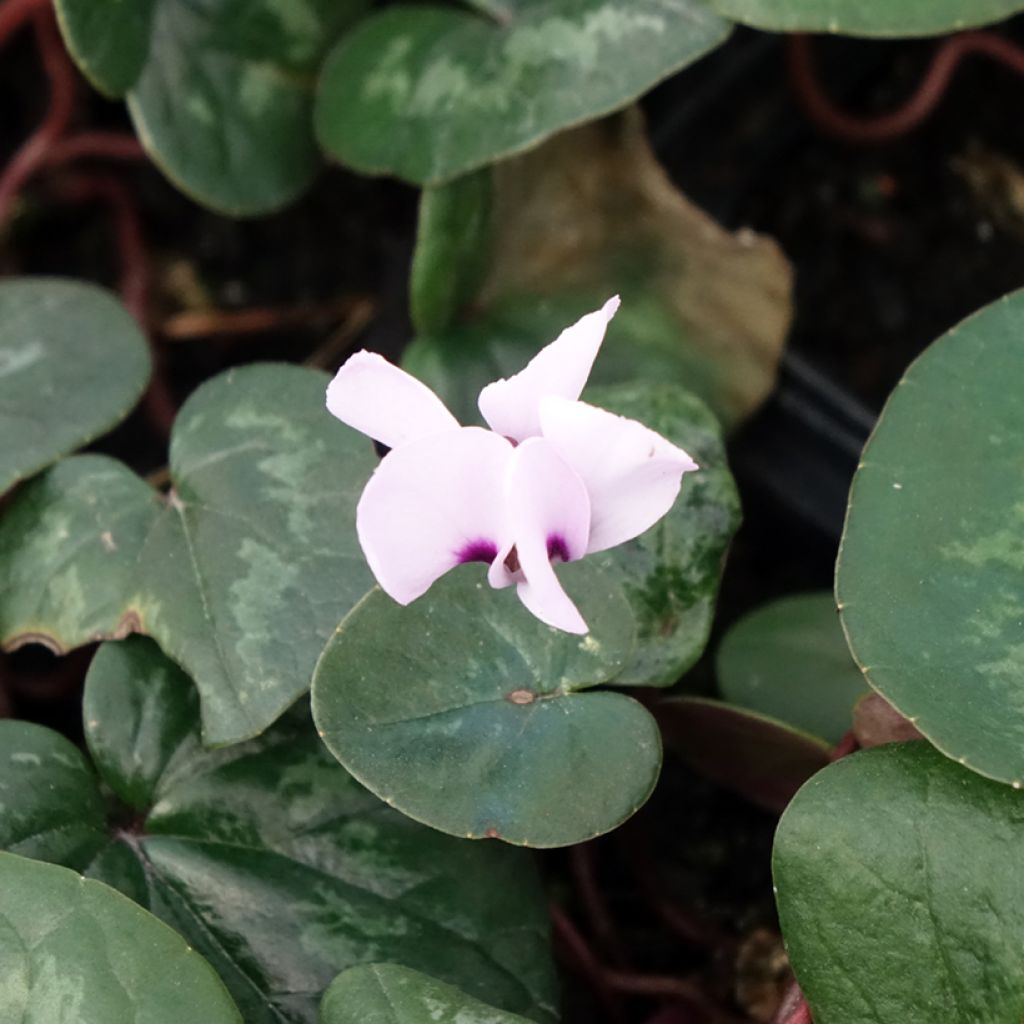 Cyclamen coum Roze in plantgoed - Alpenviooltje