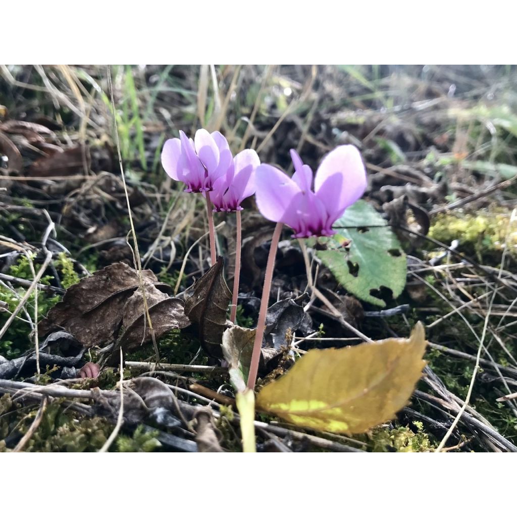 Cyclamen hederifolium Roze - Naaldcyclaam