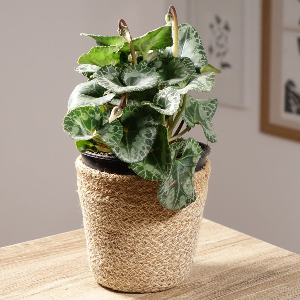 Perzische cyclaam Wit