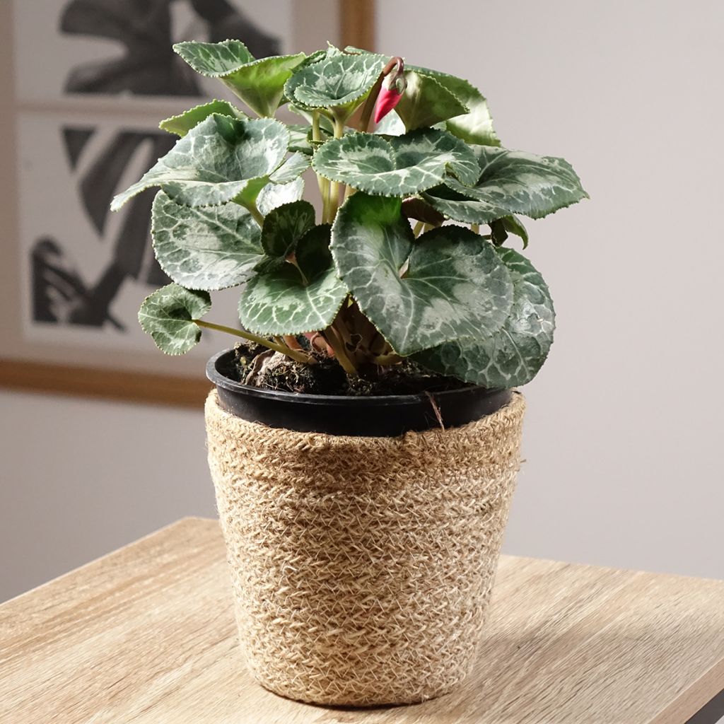 Perzische cyclaam Rood