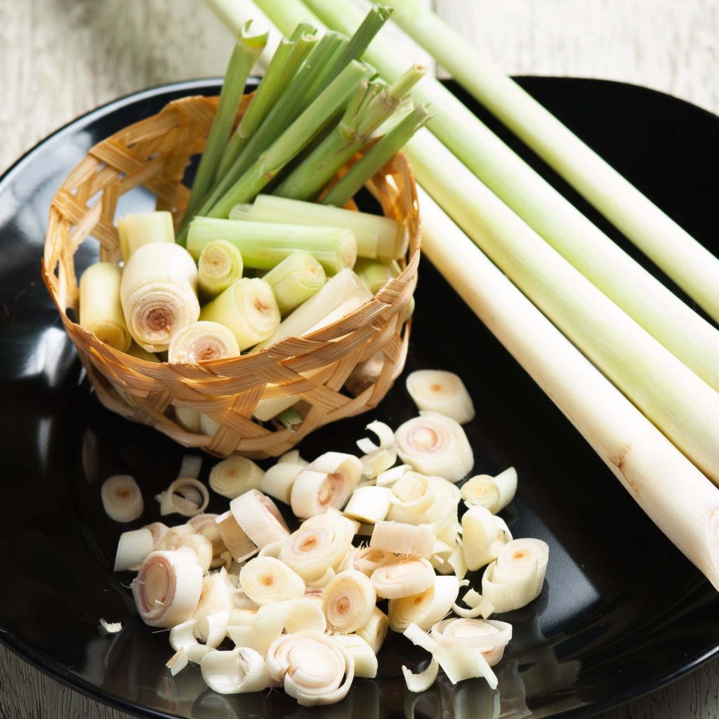 Citroengras uit Madagascar - Cymbopogon citratus (jonge planten)