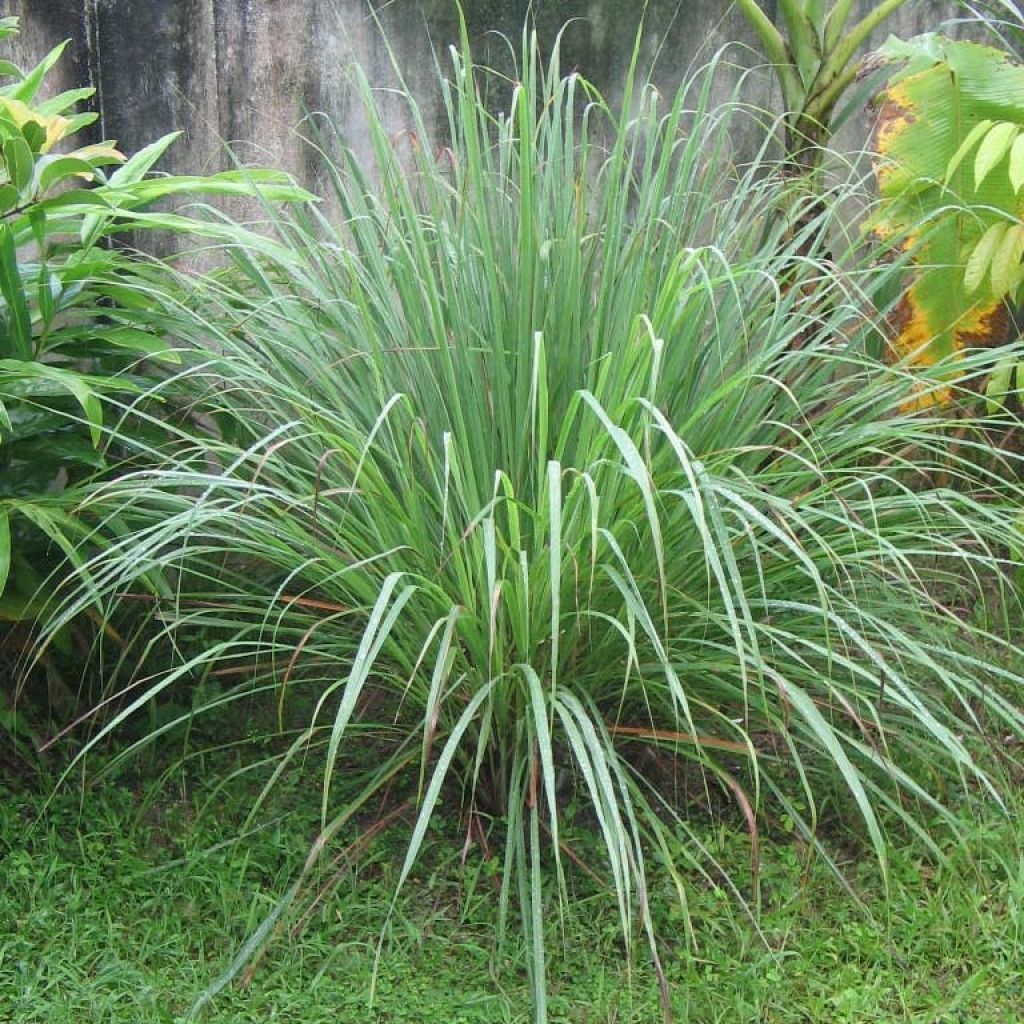 Citroengras uit Madagascar - Cymbopogon citratus (jonge planten)