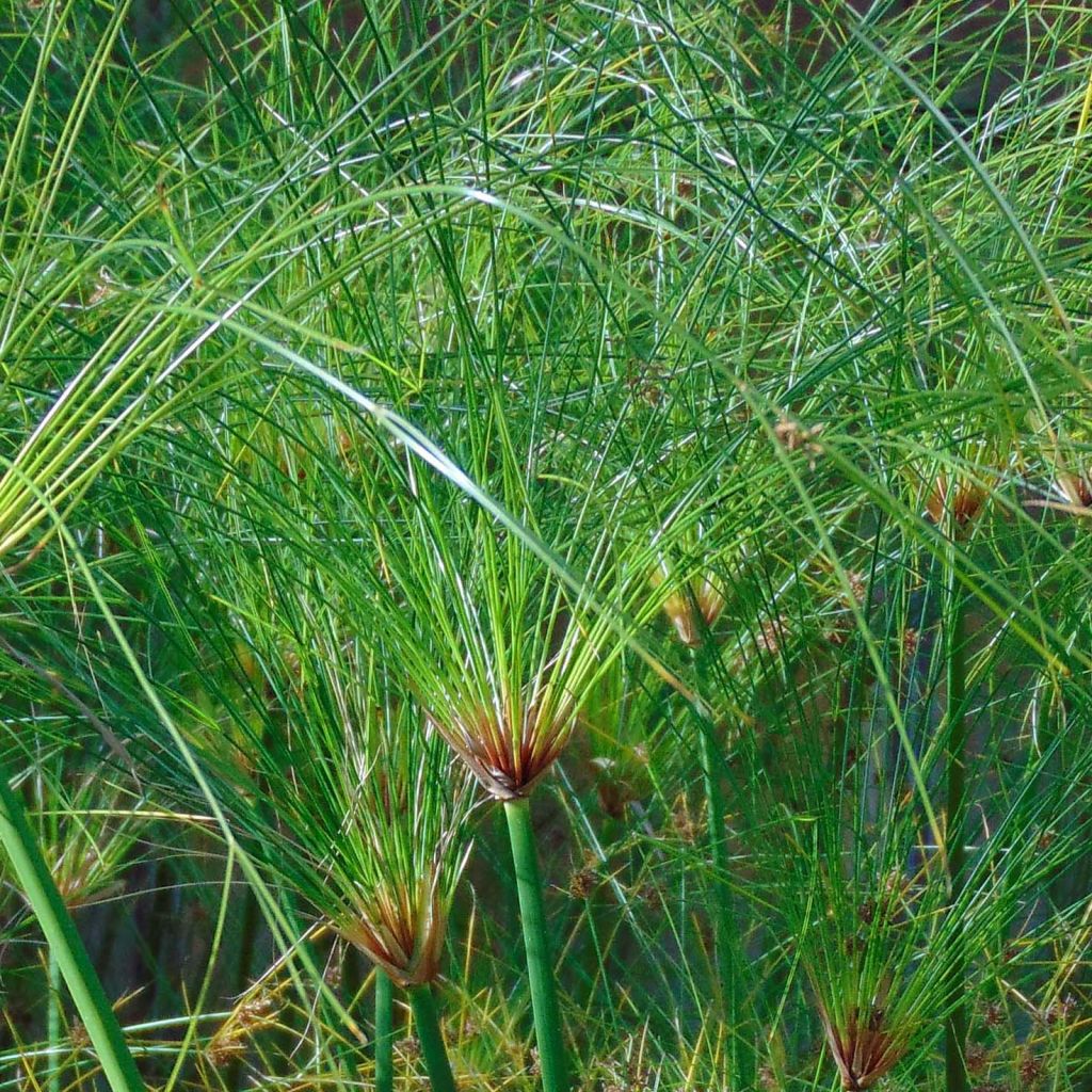 Cyperus papyrus Akhenaton - Papyrusplant