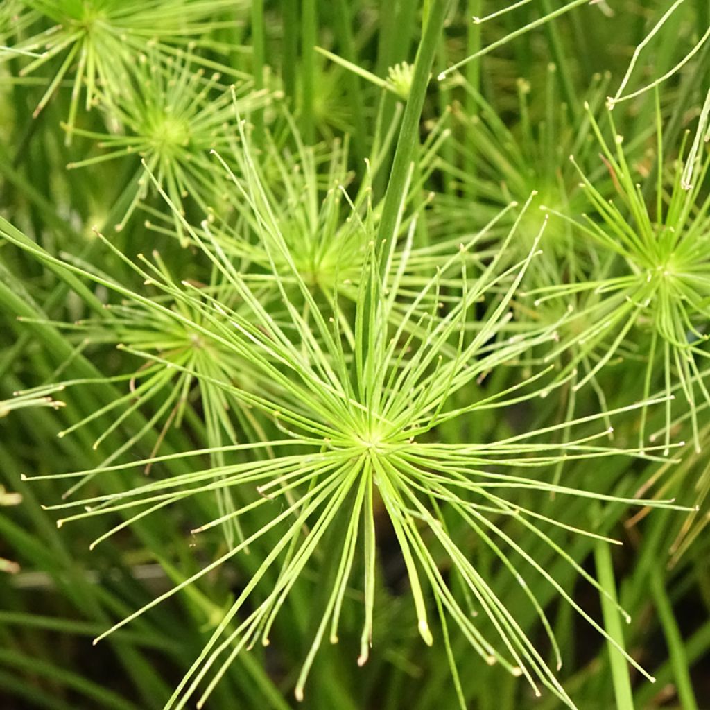 Cyperus prolifer - Dwergpapyrus