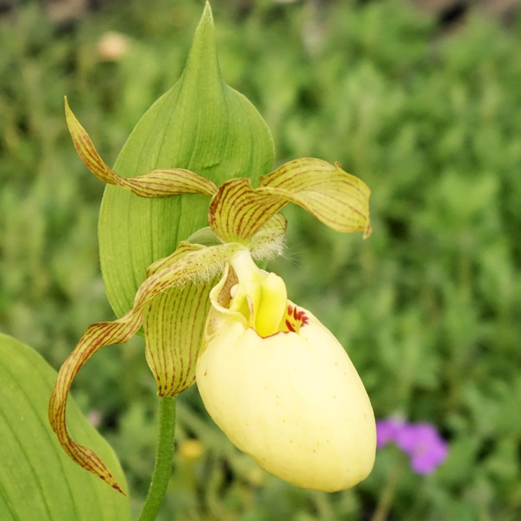 Cypripedium Inge - Vrouwenschoentje