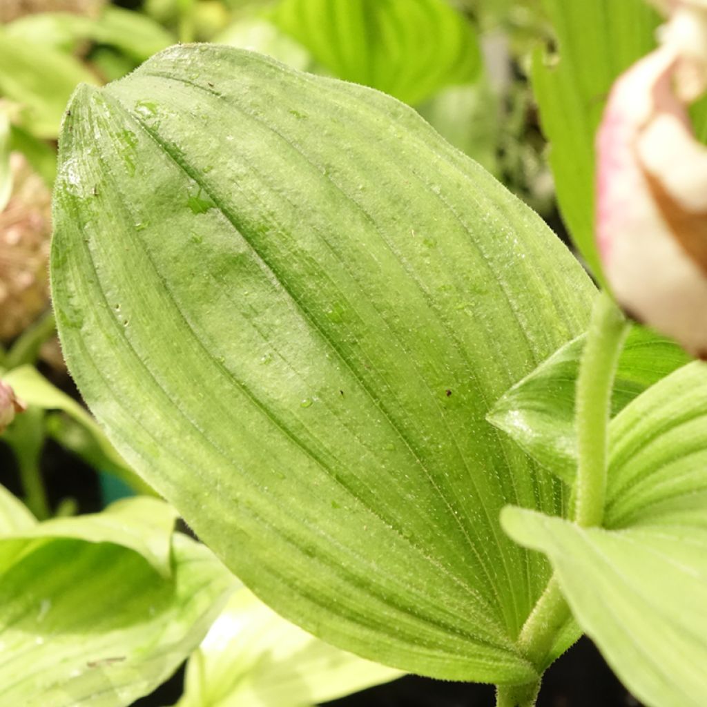 Cypripedium Lucy Pinkepank - Vrouwenschoentje