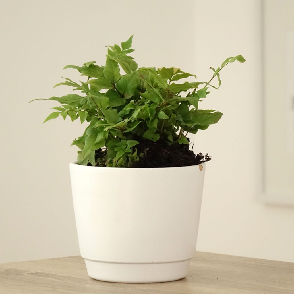 Cyrtomium fortunei - Smalle IJzervaren