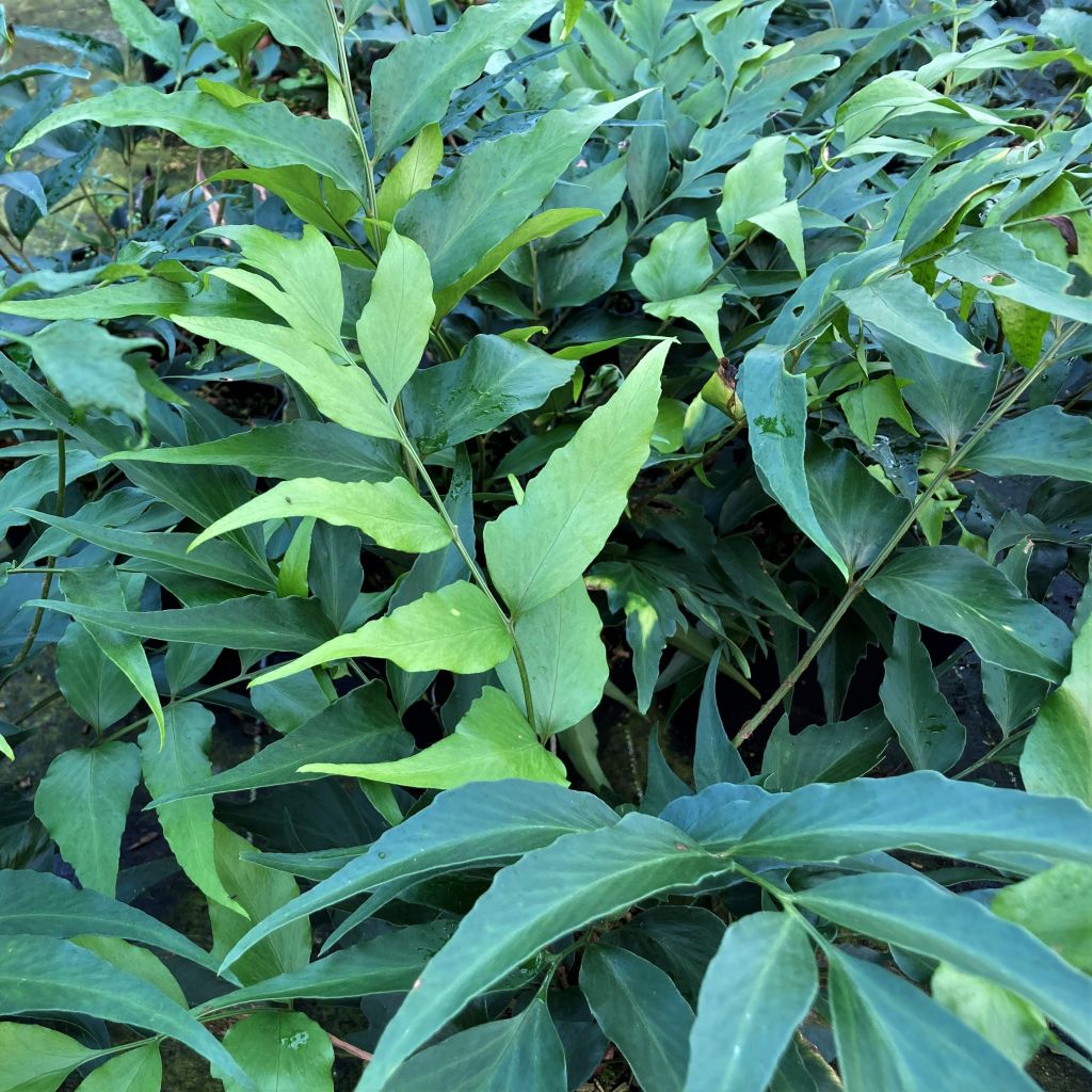 Cyrtomium devexiscapulae - IJzervaren