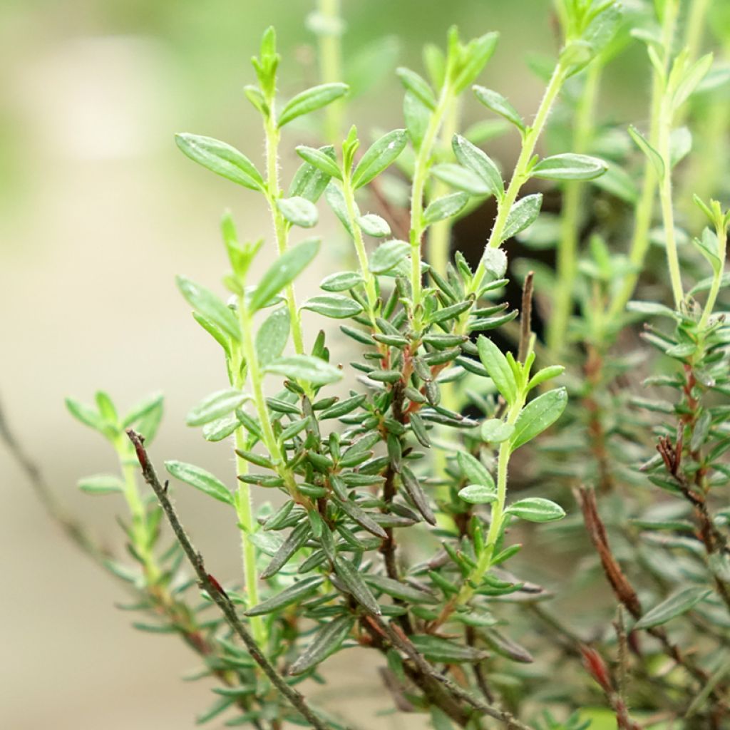 Daboecia cantabrica Purpurea - Ierse heide
