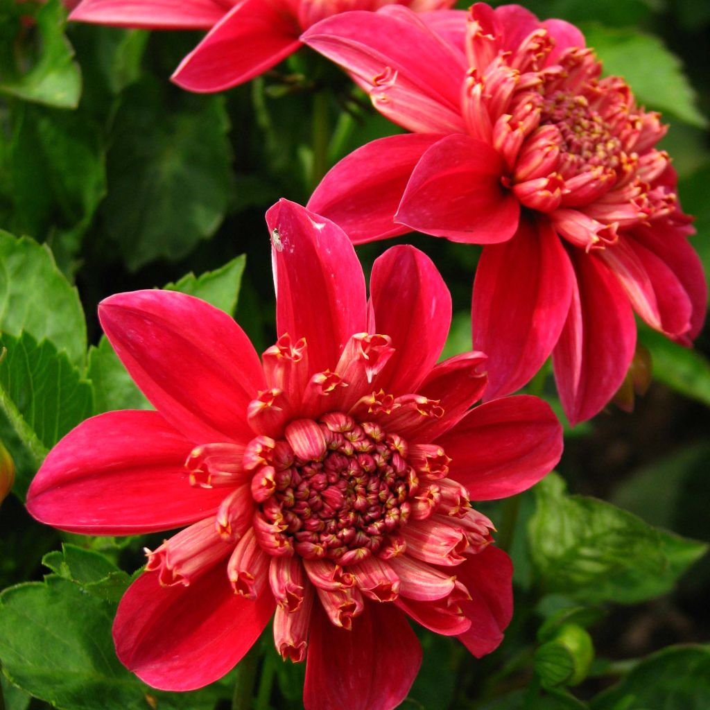 Dahlia Inca - Anemoondahlia