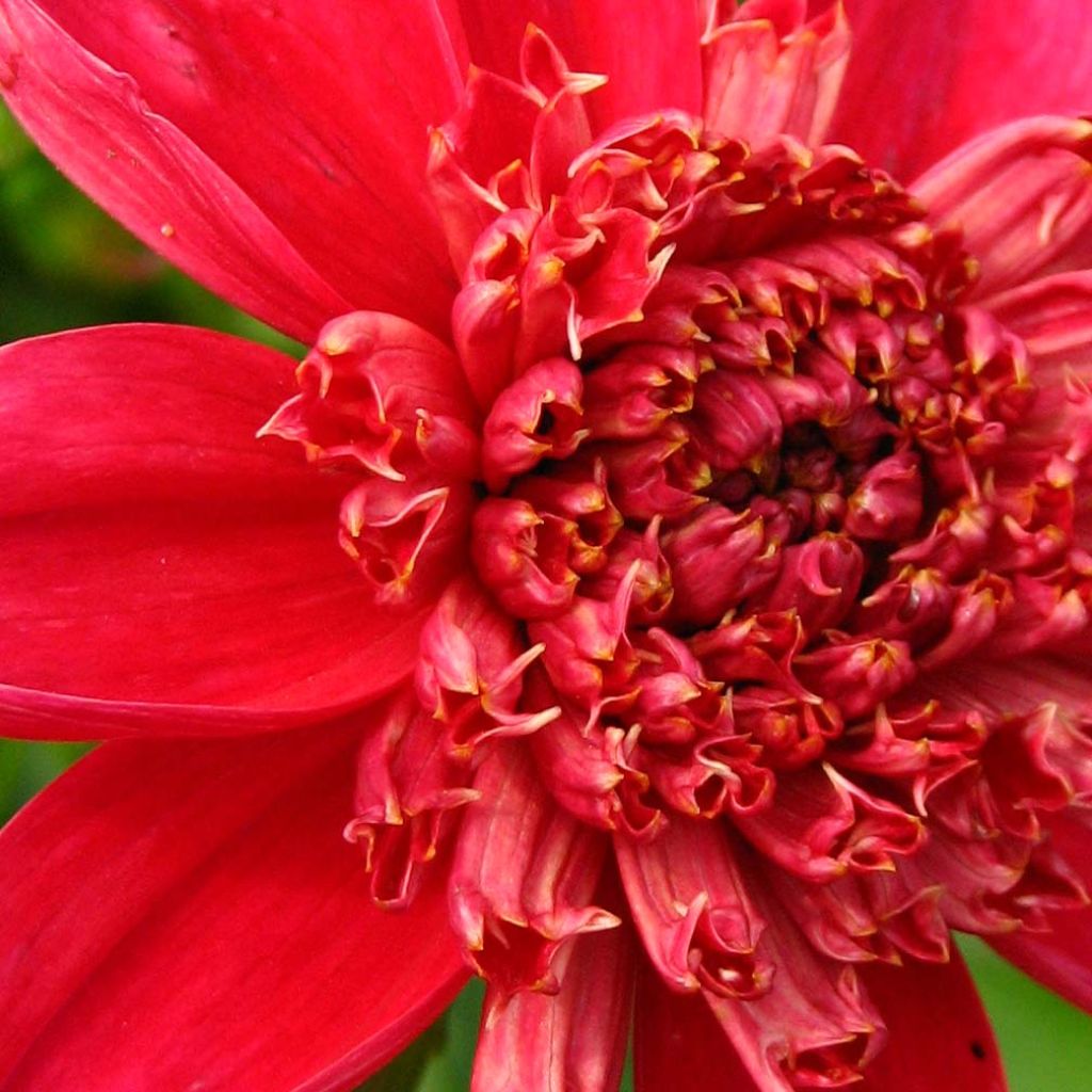 Dahlia Inca - Anemoondahlia