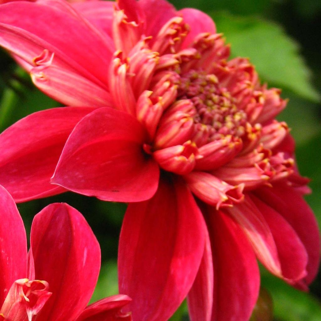 Dahlia Inca - Anemoondahlia