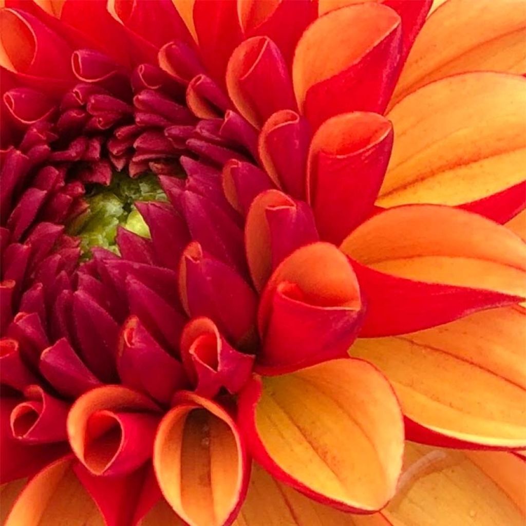 Dahlia American Sunset - Decoratieve dahlia
