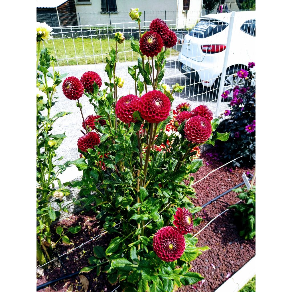 Dahlia Dark Spirit - baldahlia