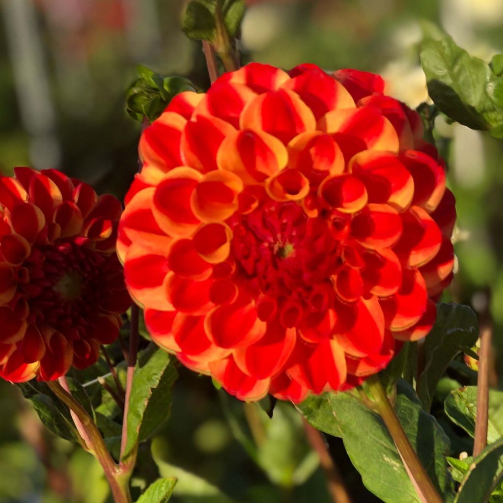 Dahlia Jescot Lingold - baldahlia